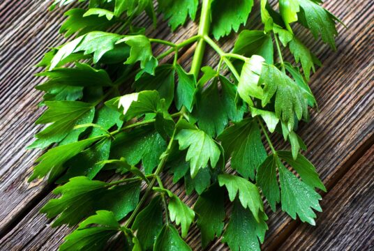 Herb Lovage cover shutterstock_412663978 scaled
