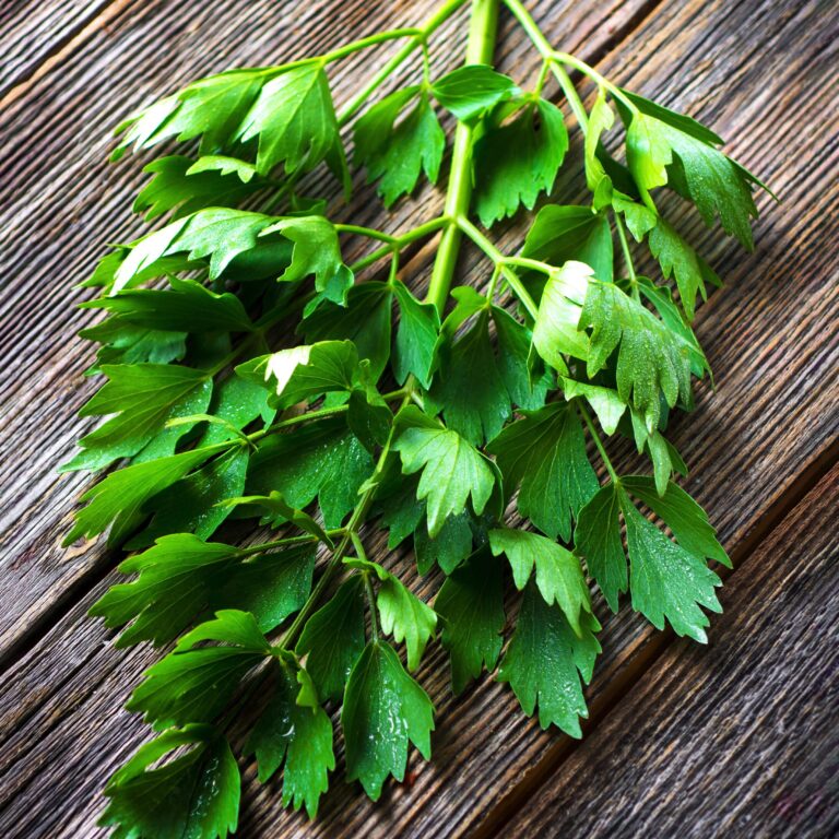 Herb Lovage cover shutterstock_412663978 scaled