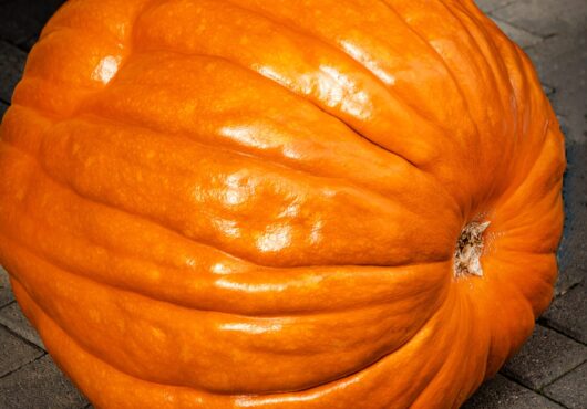 Pumpkin Atlantic Giant cover shutterstock_2052243440 scaled