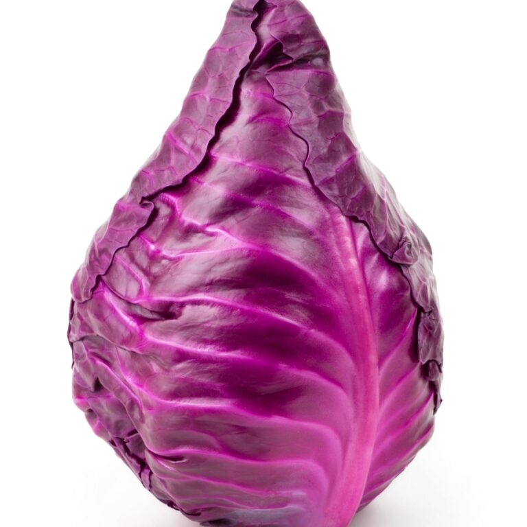 cabbage kalibos
