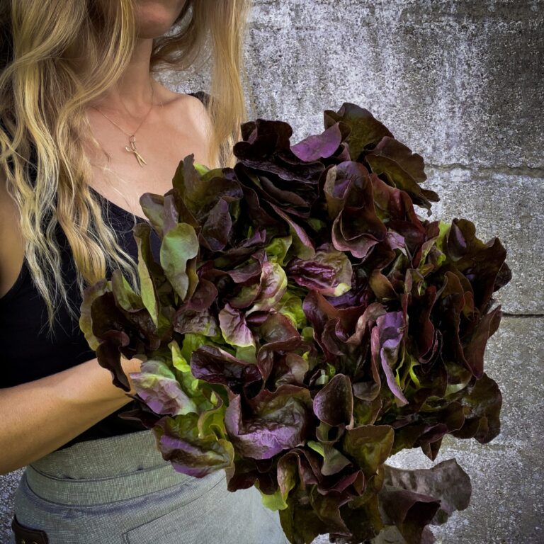 lettuce marvel of four seasons