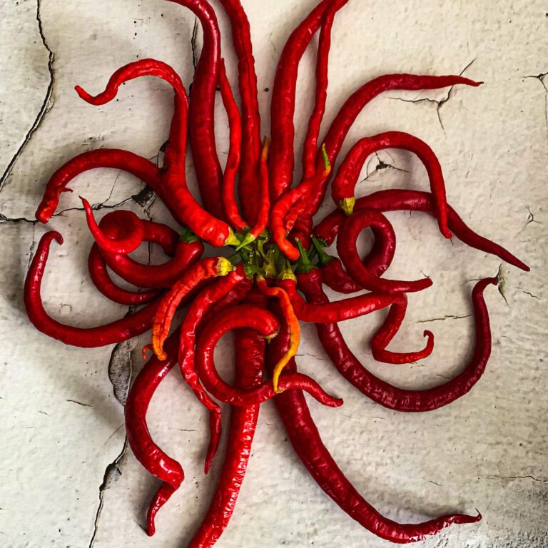 Sweet Pepper Spiralus IMG_3547 scaled