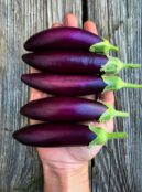 Eggplant Little Fingers LAH IMG_2436 copy scaled