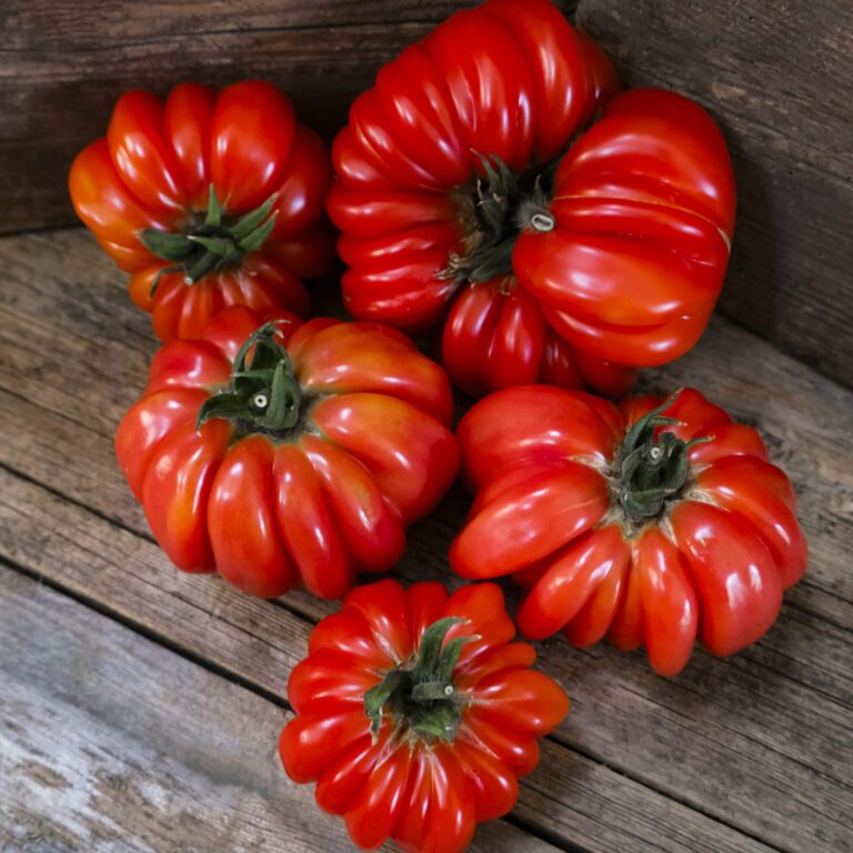 tomato costoluto genovese