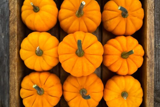 Squash Jack Be Little LAH IMG_8126 scaled