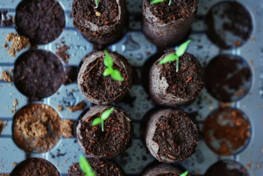 Veg Seeds to Sow in February