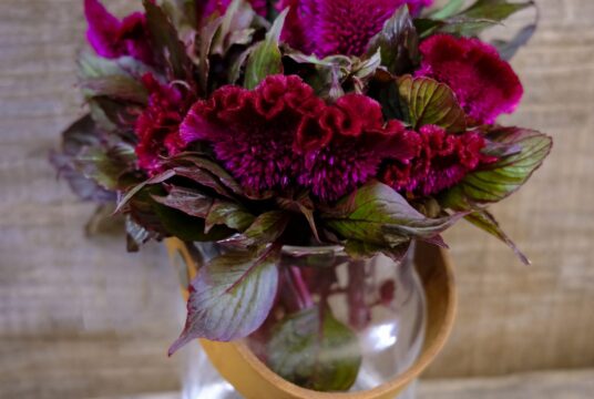 cockscomb purple empress