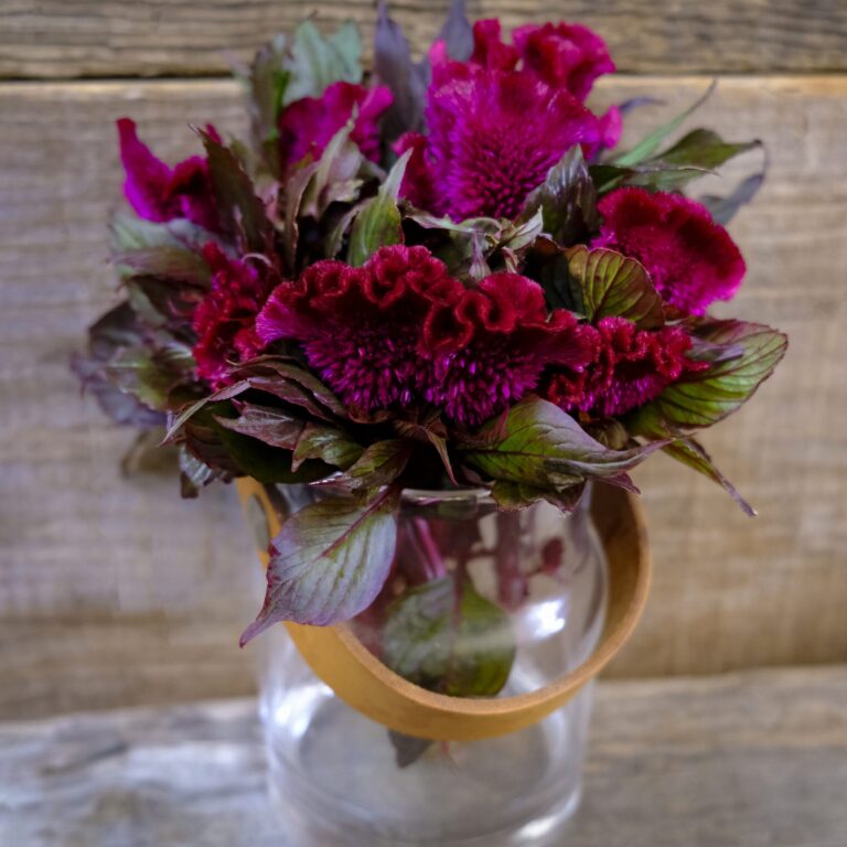 cockscomb purple empress