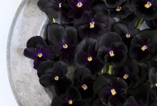 Pansy Holland Giant Black LAH 2024_DSF3252 1 scaled