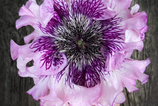 petunia superbissima