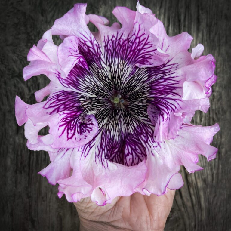 petunia superbissima