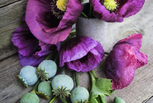 breadseed poppy hungarian blue