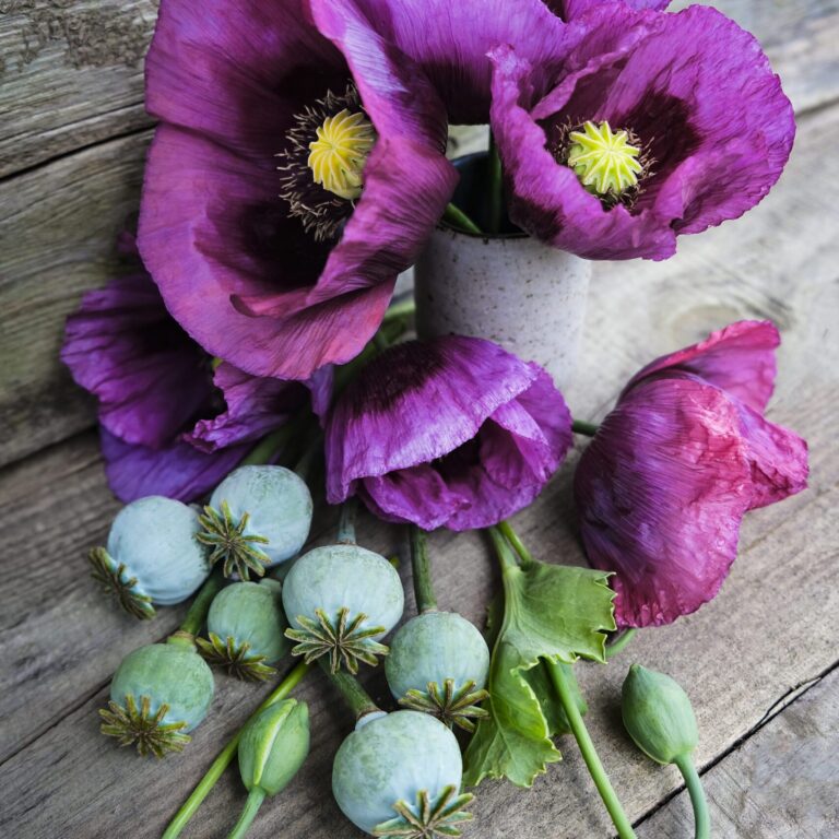 breadseed poppy hungarian blue