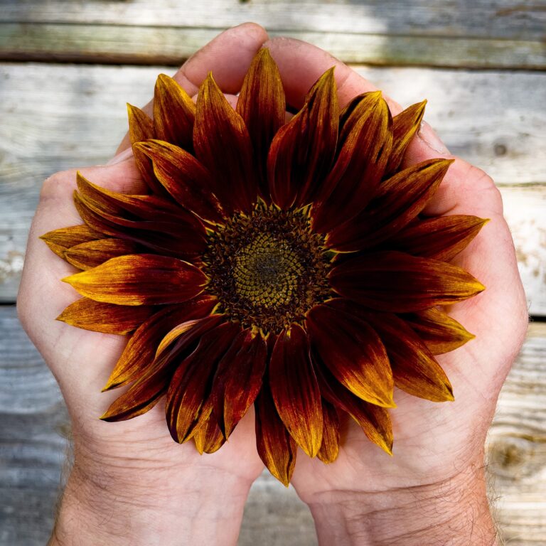Sunflower Velvet Queen 1 scaled