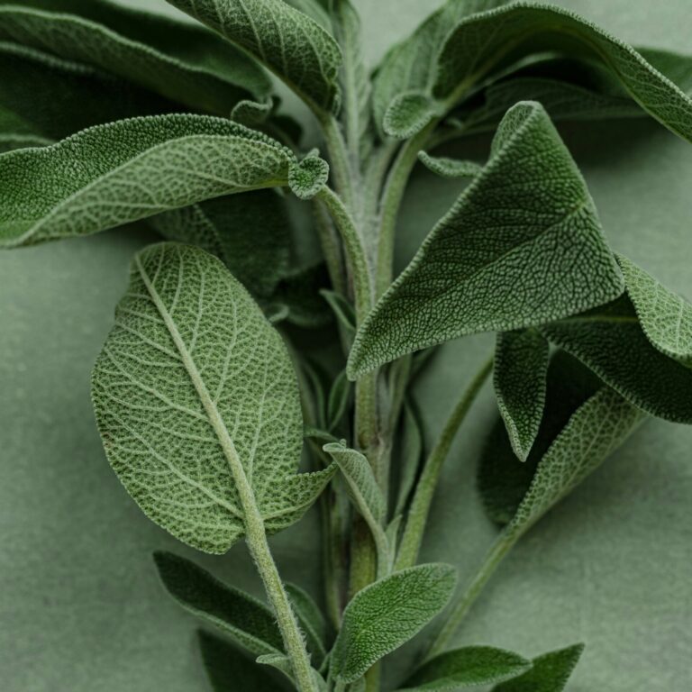 Herb Sage portrait unsplash 2 scaled