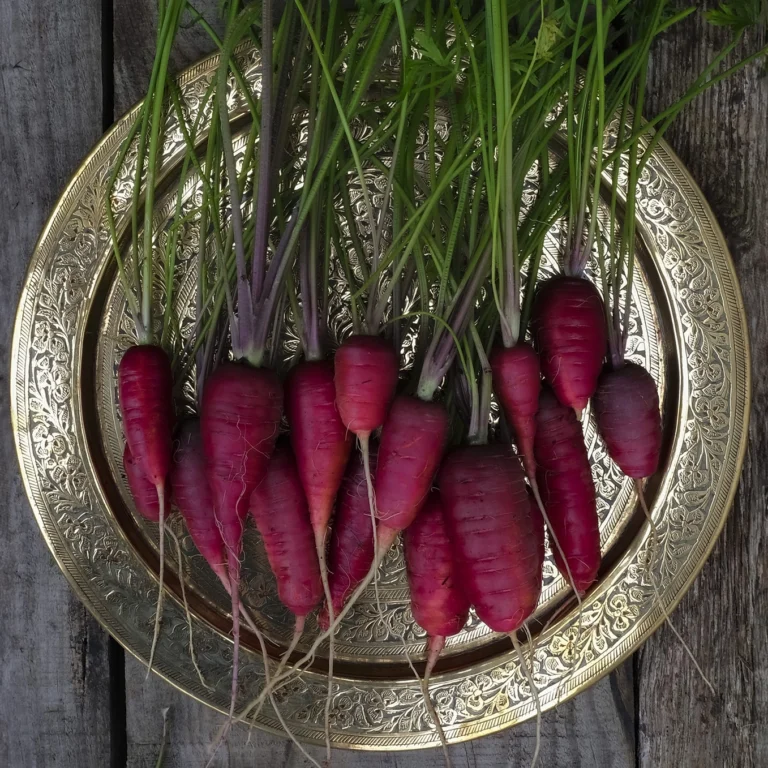 Atomic Red Carrot Heirloom Seeds