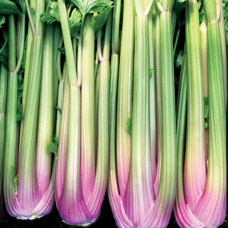 Celery Blush