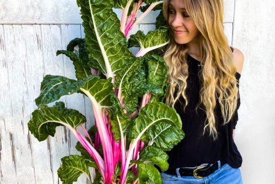 Swiss Chard Peppermint 2 scaled 1