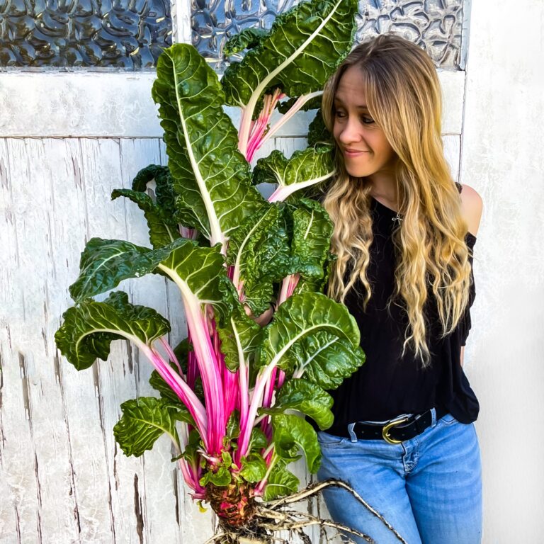 Swiss Chard Peppermint 2 scaled 1