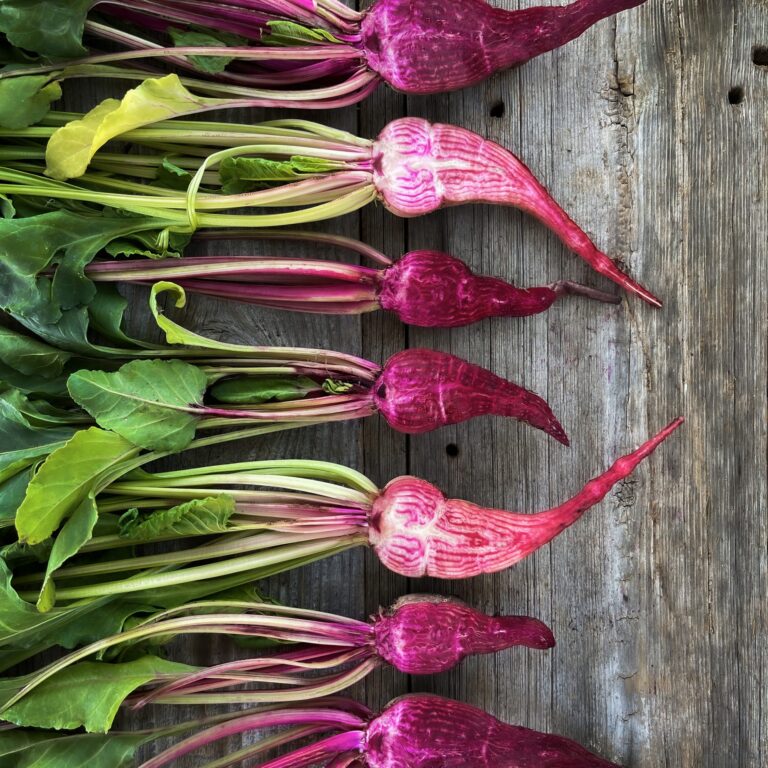 Cover Beetroot Rouge Crapaudine IMG_5757 scaled 1