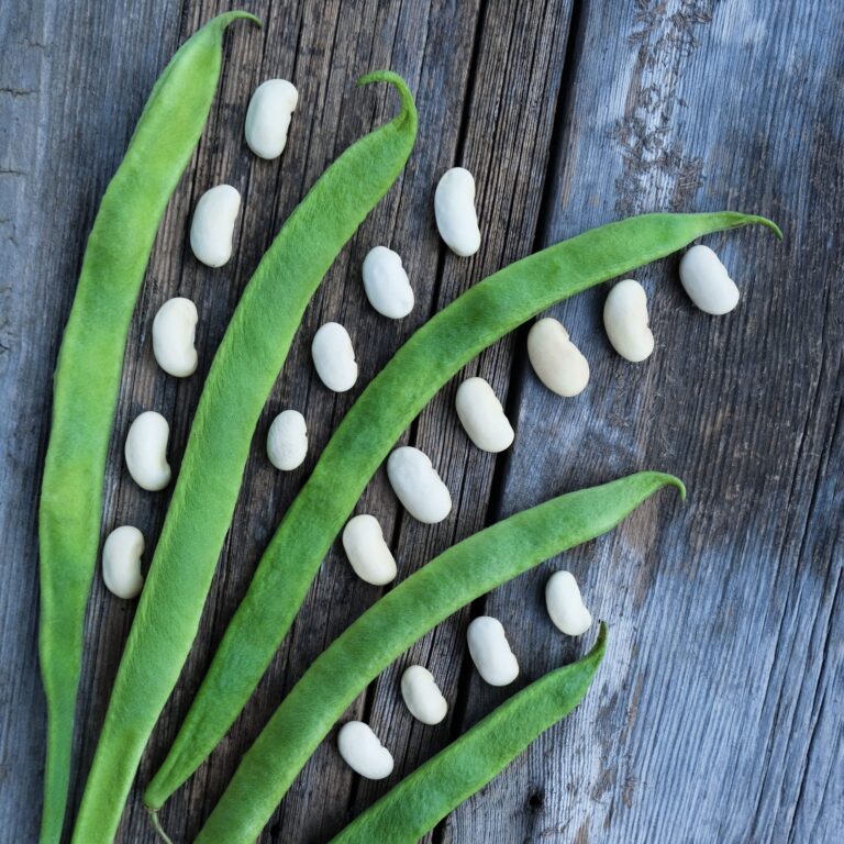 Runner Bean Czar