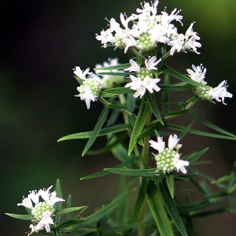 herb mountain mint