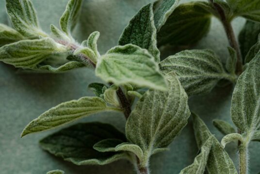 Greek Oregano