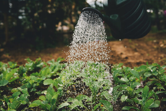Veg Seeds to Sow in April