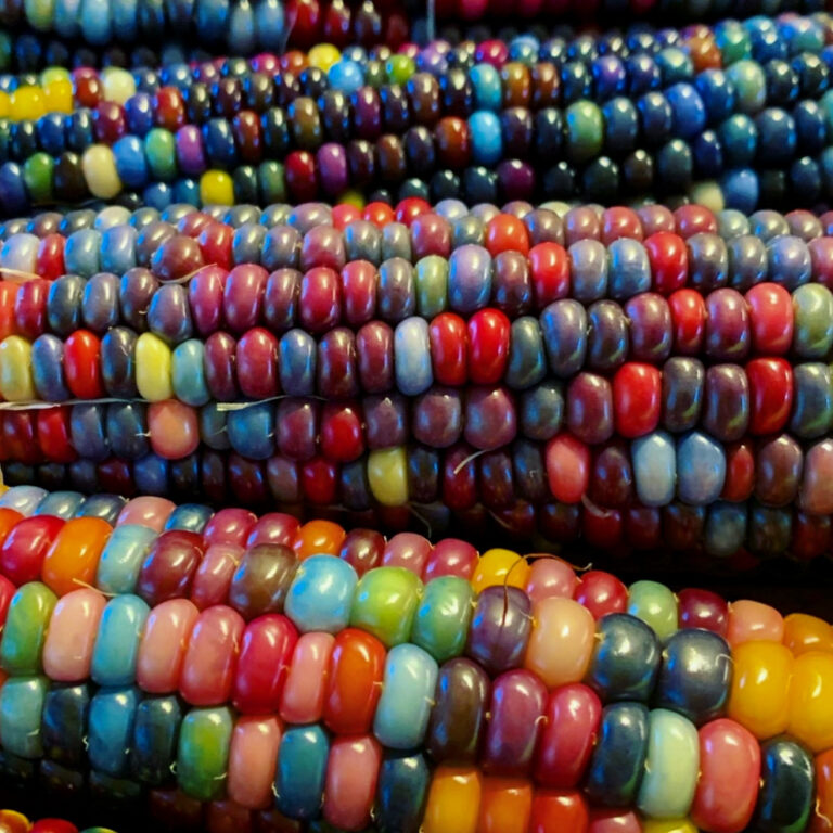 Corn Glass Gem LAH IMG_5083 1