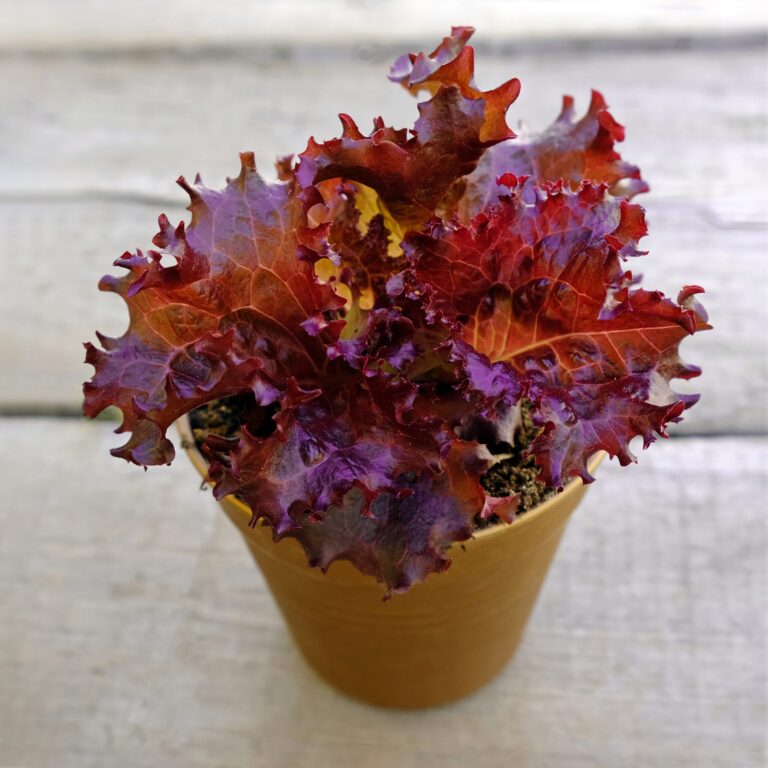 Lettuce Copacabana 1 1 scaled