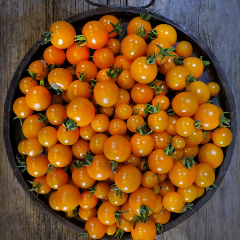 Tomato Sungold Select LAH 2024 portrait_DSF4138 scaled