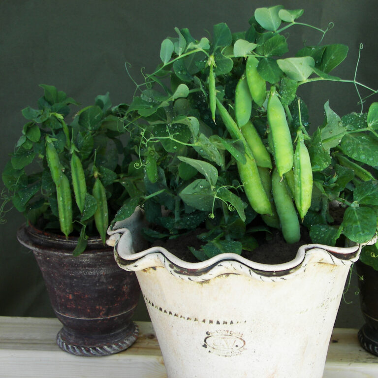 Pea Tom Thumb 2