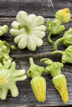 Zucchini Pineapple LAH landscape edited scaled