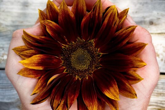 Cover Sunflower Velvet Queen in hands scaled e1717064107154