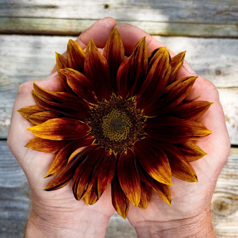 Cover Sunflower Velvet Queen in hands scaled e1717064107154