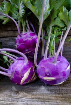 Kohl Rabi Dyna LAH 2025 web_DSF5019 scaled