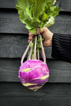 Kohl Rabi Dyna LAH 2025 web IMG_1368 scaled