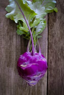 Kohl Rabi Dyna LAH 2025 web_DSF5031 scaled