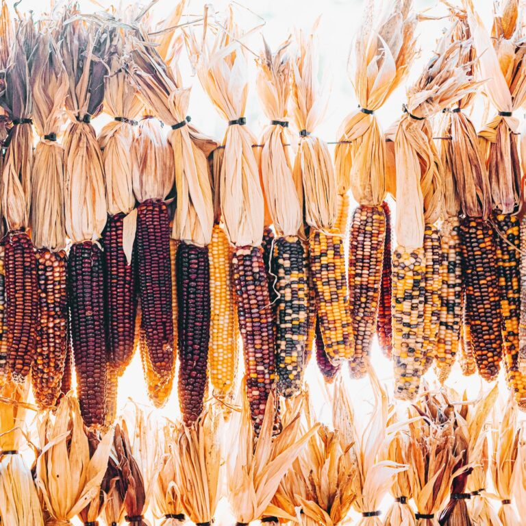 Corn Fiesta 3 scaled 1