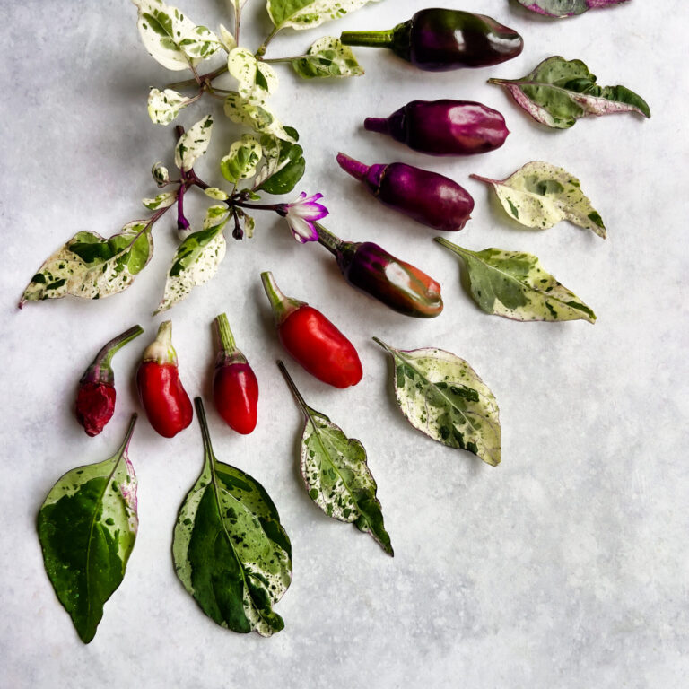 Cover Chilli Jigsaw IMG_5644 copy scaled 1