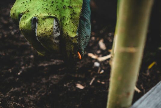 how long do seeds last blog cover unsplash scaled e1721383085232