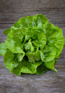 Lettuce White Boston LAH 2025 web _DSF5313 scaled