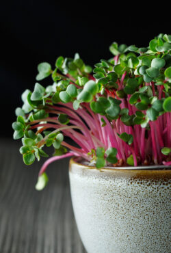 Microgreen Radish cover shutterstock_1571509582 1 scaled 1