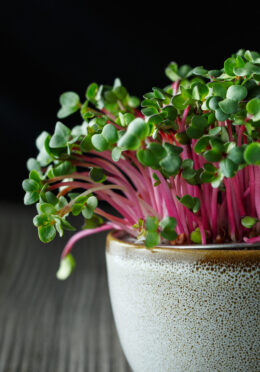Microgreen Radish cover shutterstock_1571509582 1 scaled 1