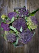 Cauliflower Violet of Sicily LAH 2025 web _DSF4691 scaled