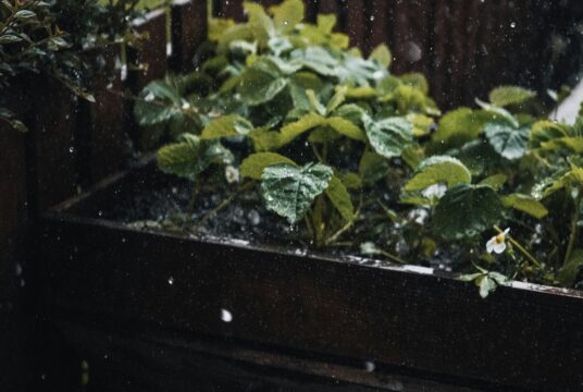 phoebe lynch BZeJDXGae4w unsplash