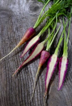 Carrot Gniff LAH 2025 web _DSF6440 scaled