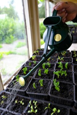 Garden 150 LAH 2025 web _DSF7259 scaled