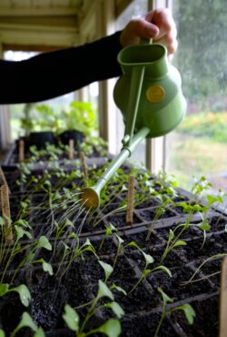 Garden 154 LAH 2025 web_DSF7247 scaled