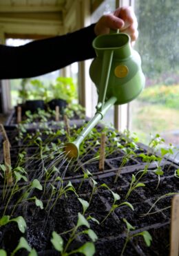 Garden 154 LAH 2025 web_DSF7247 scaled